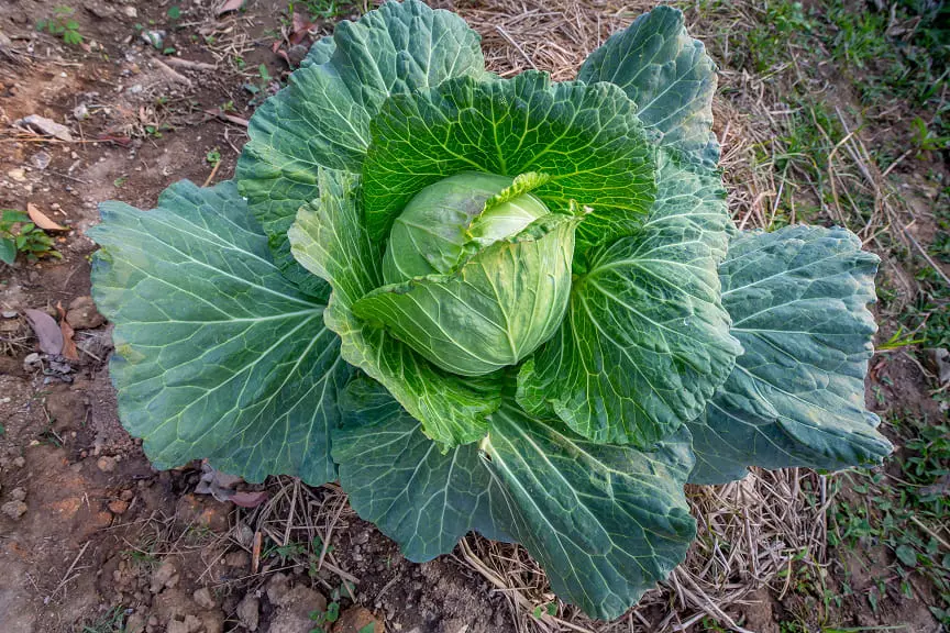 採れたての野菜